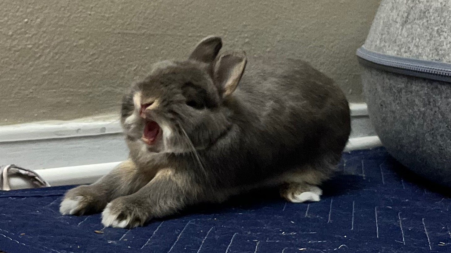 Little grey bunny yawning, his teeth visible.